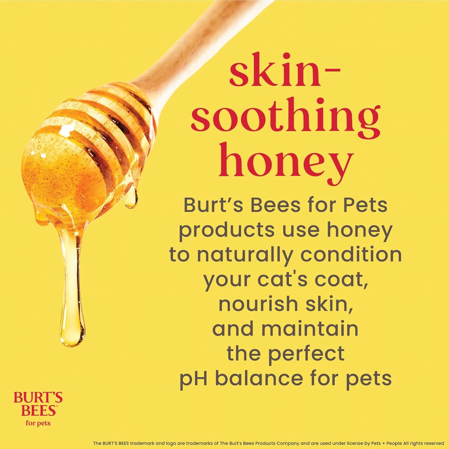 Hypoallergenic Cat Shampoo with Shea Butter and Honey, Gentle Kitten Shampoo for Indoor Cats with Dry or Sensitive Skin, Cat Bathing Supplies, 10 Fl Oz - 2 Pack
